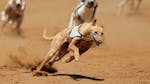 Gambling Restrictions to Hurt Greyhound Racing Industry